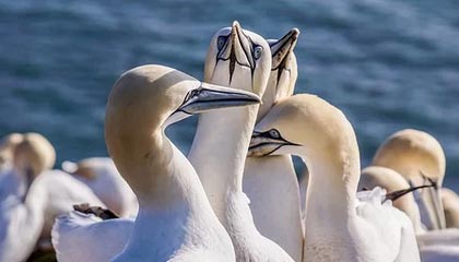 srN 与 sayuri 离开 MIBR GC,lissA 进入受限自由球员状态