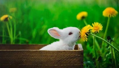 2025年冬幕节礼物（剧透）